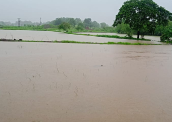 मुसळधार पावसाने भातशेती जलमय; शेतकऱ्यांची चिंता वाढली