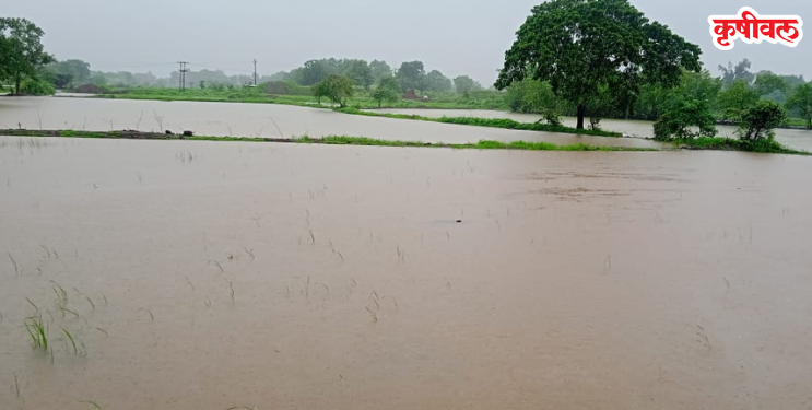 मुसळधार पावसाने भातशेती जलमय; शेतकऱ्यांची चिंता वाढली