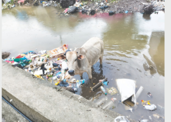 गुरांचा गटारातील कचऱ्यावर ताव