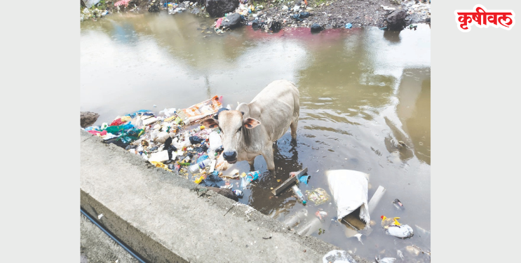 गुरांचा गटारातील कचऱ्यावर ताव