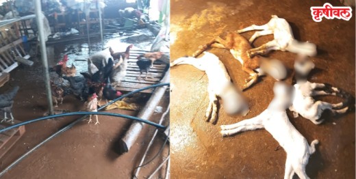 पुराचे पाणी शेळ्यांच्या शेडमध्ये शिरले; सहा ते सात बकऱ्यांसह गावठी कोंबड्यांचा मृत्यू