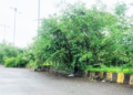 द्रोणागिरी कोस्टल रस्त्यावर काटेरी झुडपे