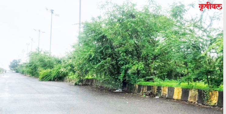 द्रोणागिरी कोस्टल रस्त्यावर काटेरी झुडपे