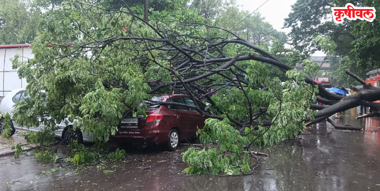 झाड कोसळून वाहनांचे नुकसान