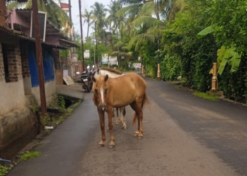 मोकाट घोड्यांमुळे श्रीवर्धनकर त्रस्त