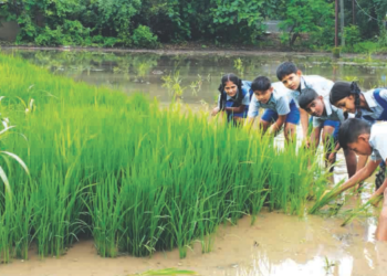 शाळकरी मुलांना भात लागवडीचे धडे
