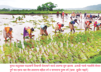 मुरूडमधील बळीराजा सुखावला