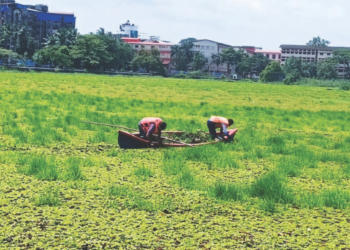 वडाळे सरोवराला गवताचा विळखा