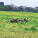 वडाळे सरोवराला गवताचा विळखा