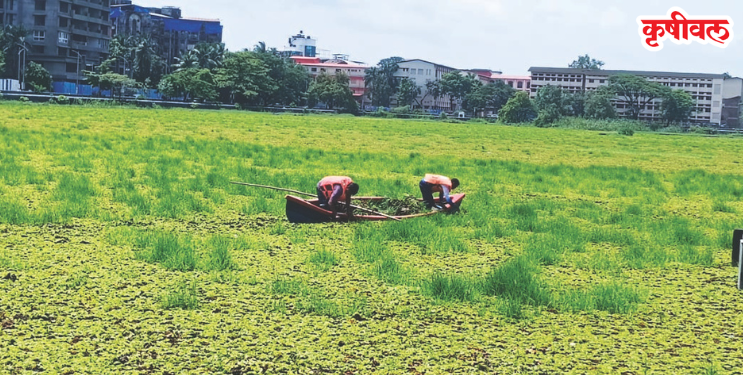 वडाळे सरोवराला गवताचा विळखा