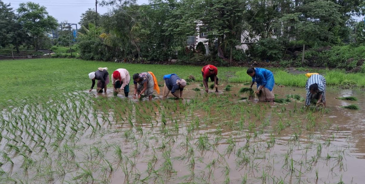 रोपवाटिकांच्या अभावामुळे भातलागवड संथ गतीने
