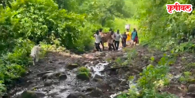 पुन्हा एकदा बाळंतपणासाठी झोळीचा आधार