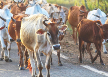 मोकाट गुरांमुळे नागरिक त्रस्त
