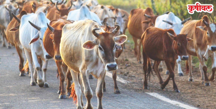 मोकाट गुरांमुळे नागरिक त्रस्त