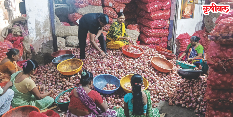 नवीन कांद्याची आवक लांबणीवर