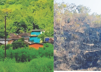 पावसाळ्यातील हिरवाईला उन्हाळ्यात कलंक