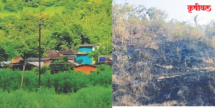 पावसाळ्यातील हिरवाईला उन्हाळ्यात कलंक