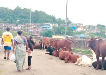 रस्त्यावरील उनाड गुरांचा त्रास