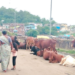 रस्त्यावरील उनाड गुरांचा त्रास