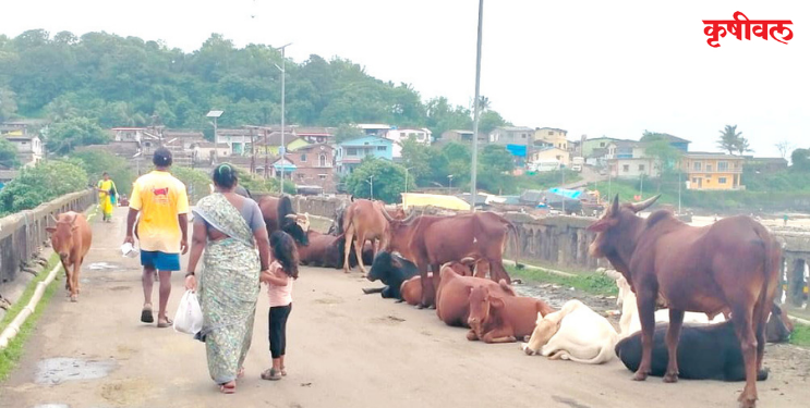 रस्त्यावरील उनाड गुरांचा त्रास