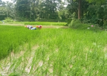 भातशेती लागवडीची कामे अंतिम टप्प्यात