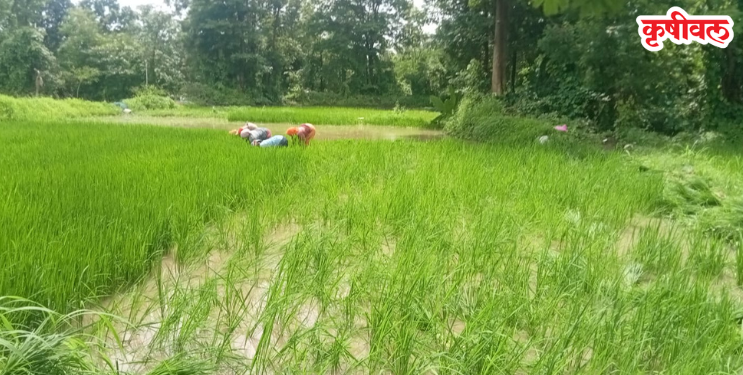 भातशेती लागवडीची कामे अंतिम टप्प्यात