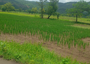 पावसाअभावी भातशेती संकटात; शेतकरी चिंतेत