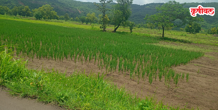 पावसाअभावी भातशेती संकटात; शेतकरी चिंतेत