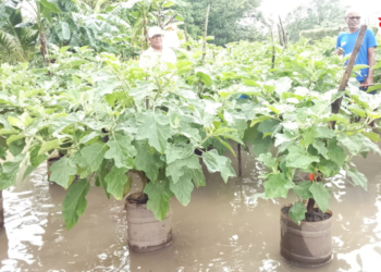 कार्लेतील शेतकऱ्याचा अनोखा प्रयोग