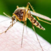 सात तालुक्यांना डेंग्यूचा धोका