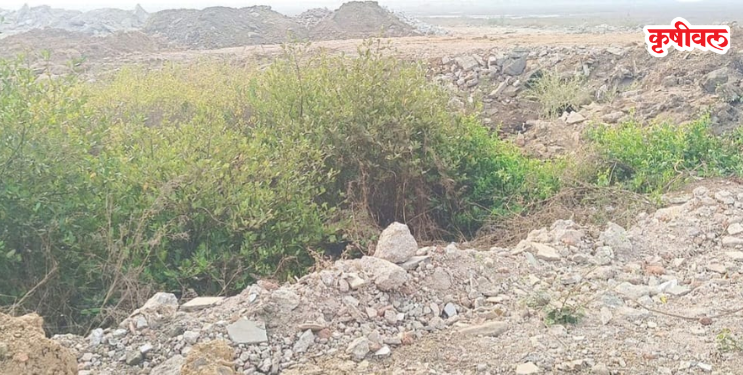 उरणमध्ये कांदळवनाची कत्तल अन् टॉवरचे जंगल