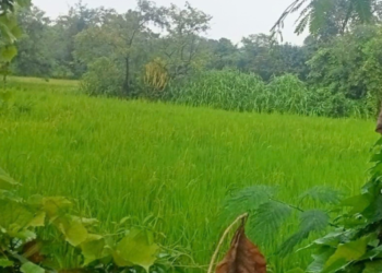 परतीच्या पावसाच्या सरींमुळे शेतकऱ्यांना दिलासा