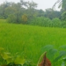 परतीच्या पावसाच्या सरींमुळे शेतकऱ्यांना दिलासा