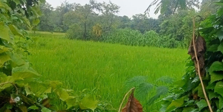 परतीच्या पावसाच्या सरींमुळे शेतकऱ्यांना दिलासा