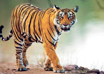 Tiger Attack: वाघाच्या हल्ल्यात वासरू ठार