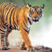 Tiger Attack: वाघाच्या हल्ल्यात वासरू ठार