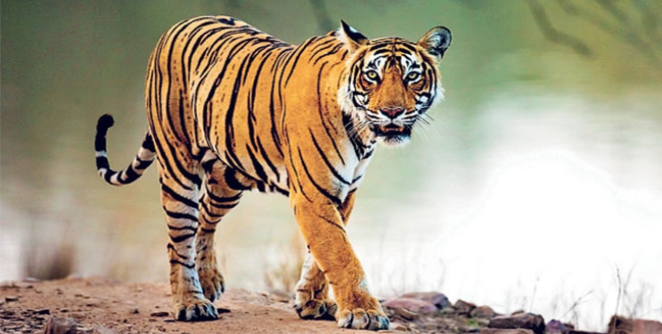 Tiger Attack: वाघाच्या हल्ल्यात वासरू ठार