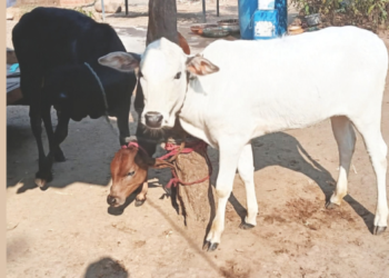 शेतकऱ्याच्या घरातून वासरू पळवले