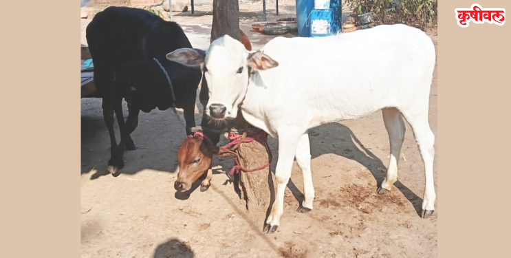 शेतकऱ्याच्या घरातून वासरू पळवले