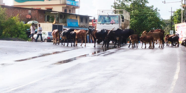 भागाड फाट्यावर गुरांचा ठिय्या