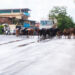 भागाड फाट्यावर गुरांचा ठिय्या