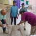 अलिबागमध्ये अँटी-रेबीज लसीकरण