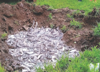 मांगुर पालनामुळे पाताळगंगा प्रदूषित