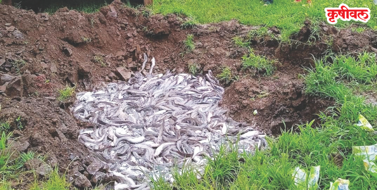 मांगुर पालनामुळे पाताळगंगा प्रदूषित