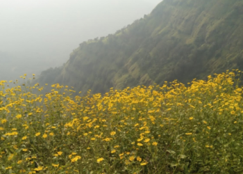 माथेरानच्या डोंगराला ‘सोनकी’चा साज