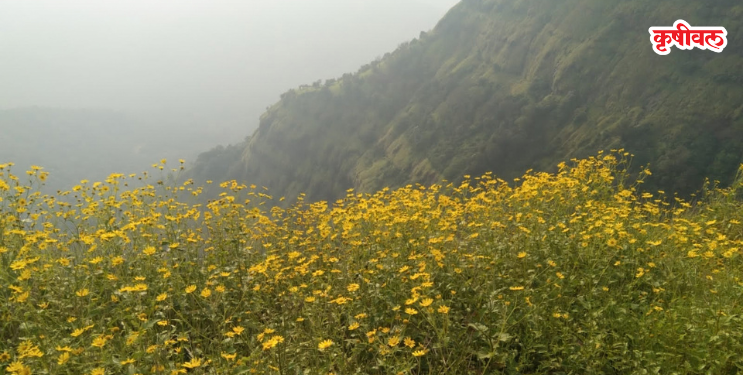 माथेरानच्या डोंगराला ‌‘सोनकी‌’चा साज
