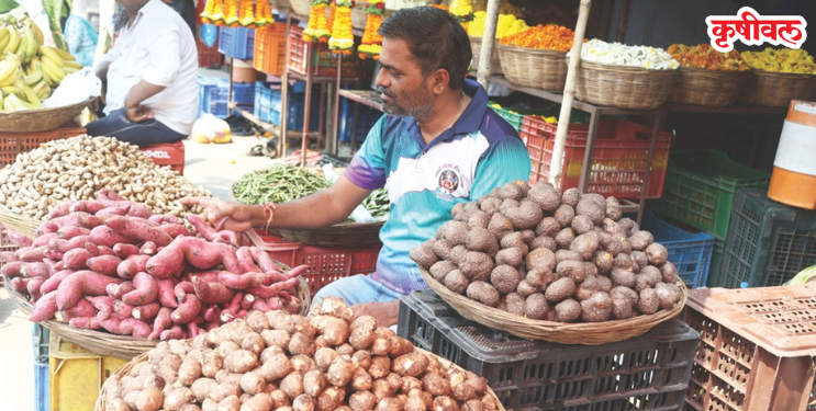 नवरात्रोत्सवासाठी बाजारात कंदमुळांची रेलचेल