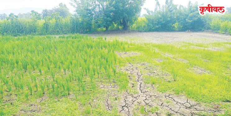 पावसाअभावी भातशेती संकटात