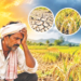 अवकाळी पाऊस ठरतोय चिंतेचा विषय