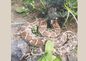 सर्पमित्रांकडून अजगराची सुटका